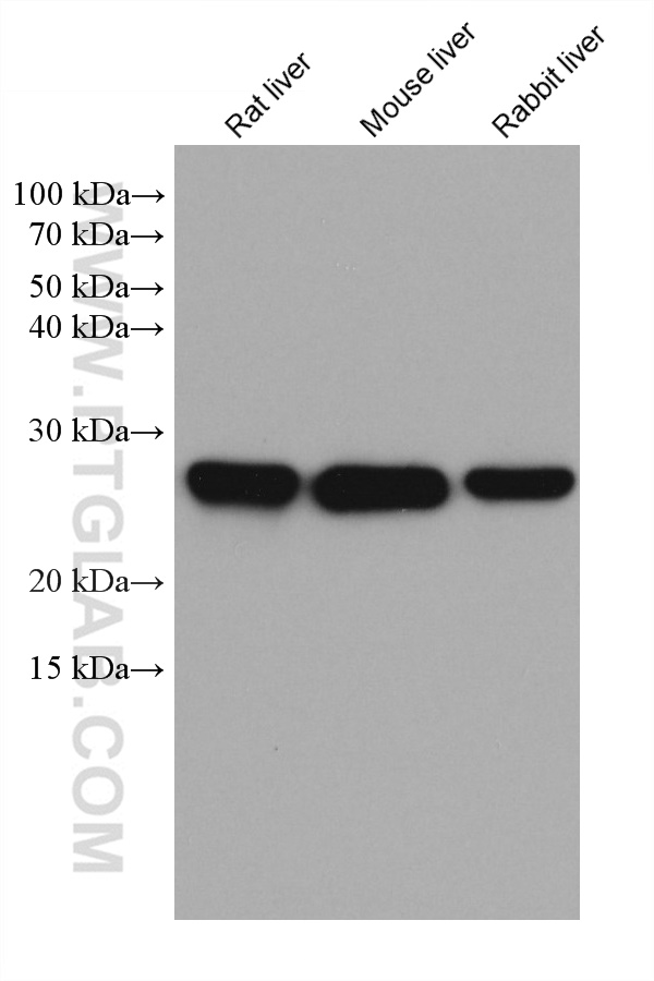 WB analysis using 67905-1-Ig