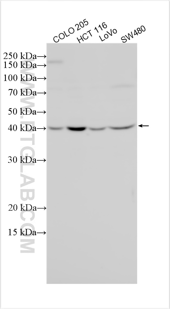 WB analysis using 31173-1-AP