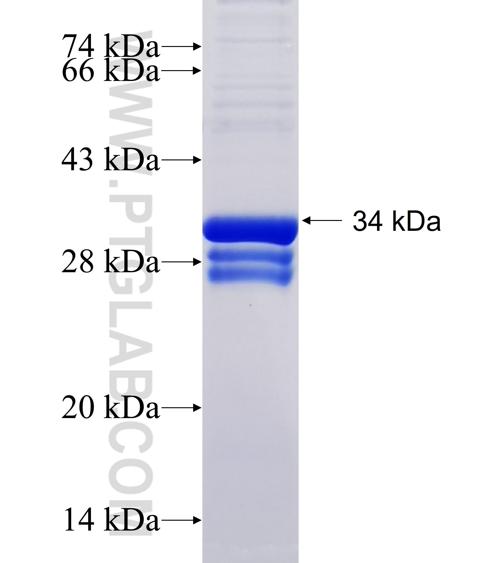 METTL8 fusion protein Ag34222 SDS-PAGE