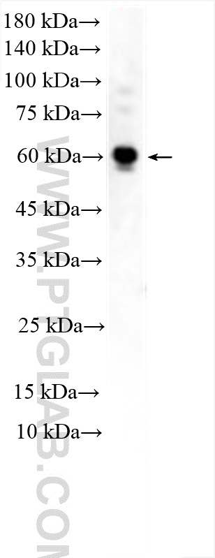 WB analysis of C2C12 using 30185-1-AP