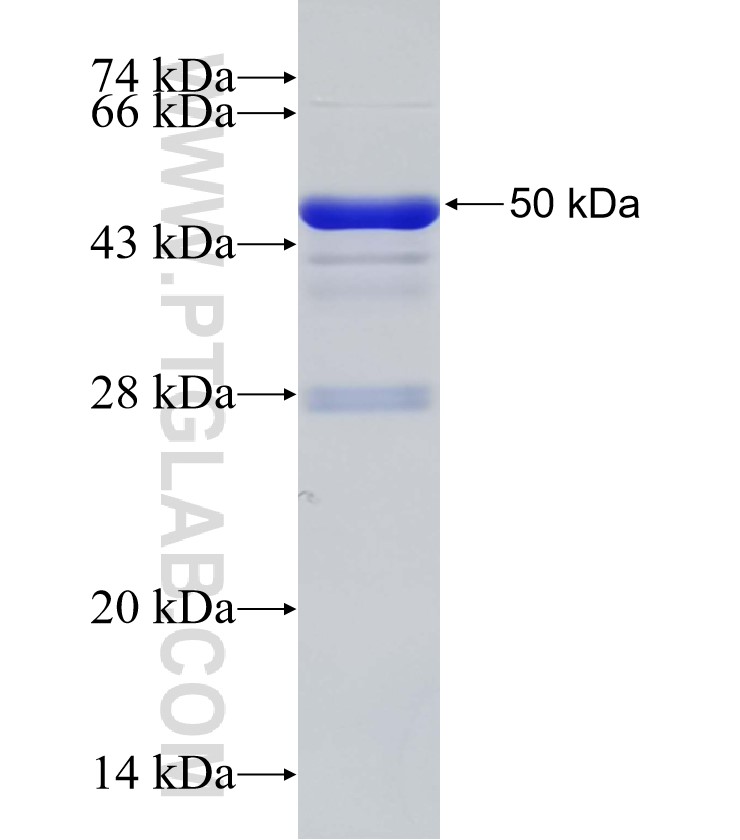 MEX3B fusion protein Ag32899 SDS-PAGE