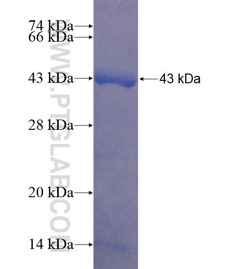 MEX3D fusion protein Ag22080 SDS-PAGE