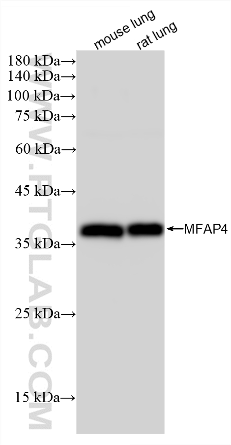 WB analysis using 88535-1-RR (same clone as 88535-1-PBS) WB analysis using 88535-1-RR (same clone as 88535-1-PBS)