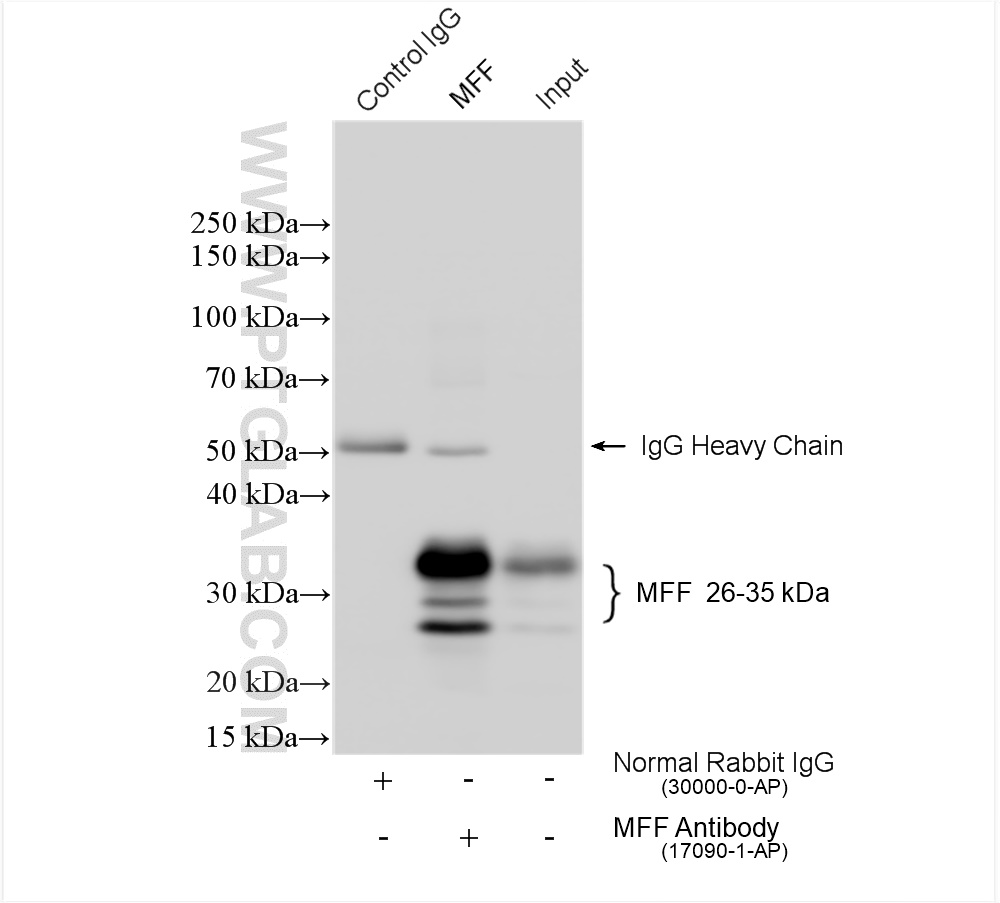 IP experiment of mouse brain using 17090-1-AP