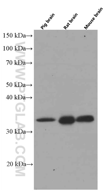 WB analysis of pig brain using 66527-1-Ig (same clone as 66527-1-PBS)