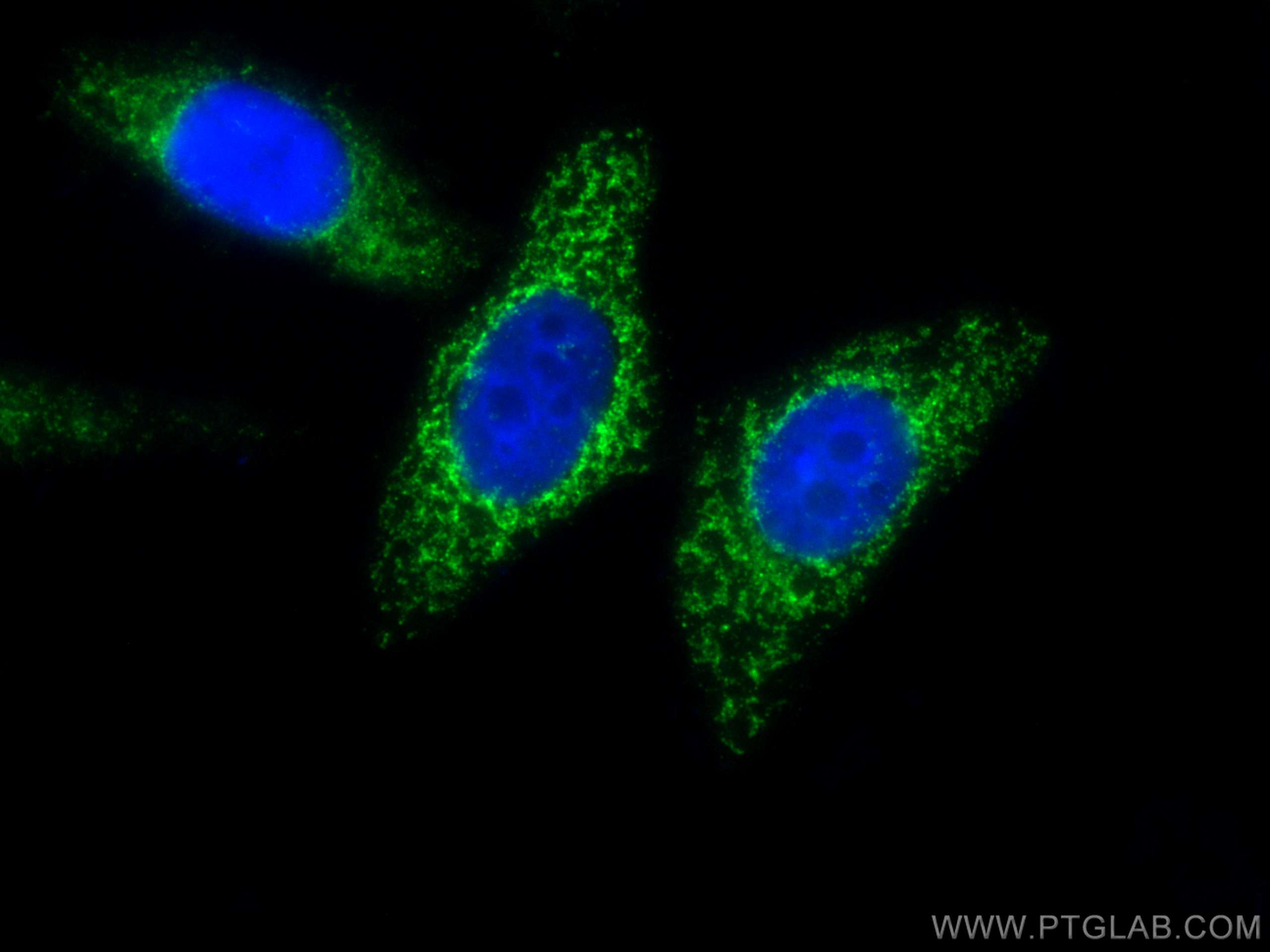 IF Staining of HepG2 using CL488-17090