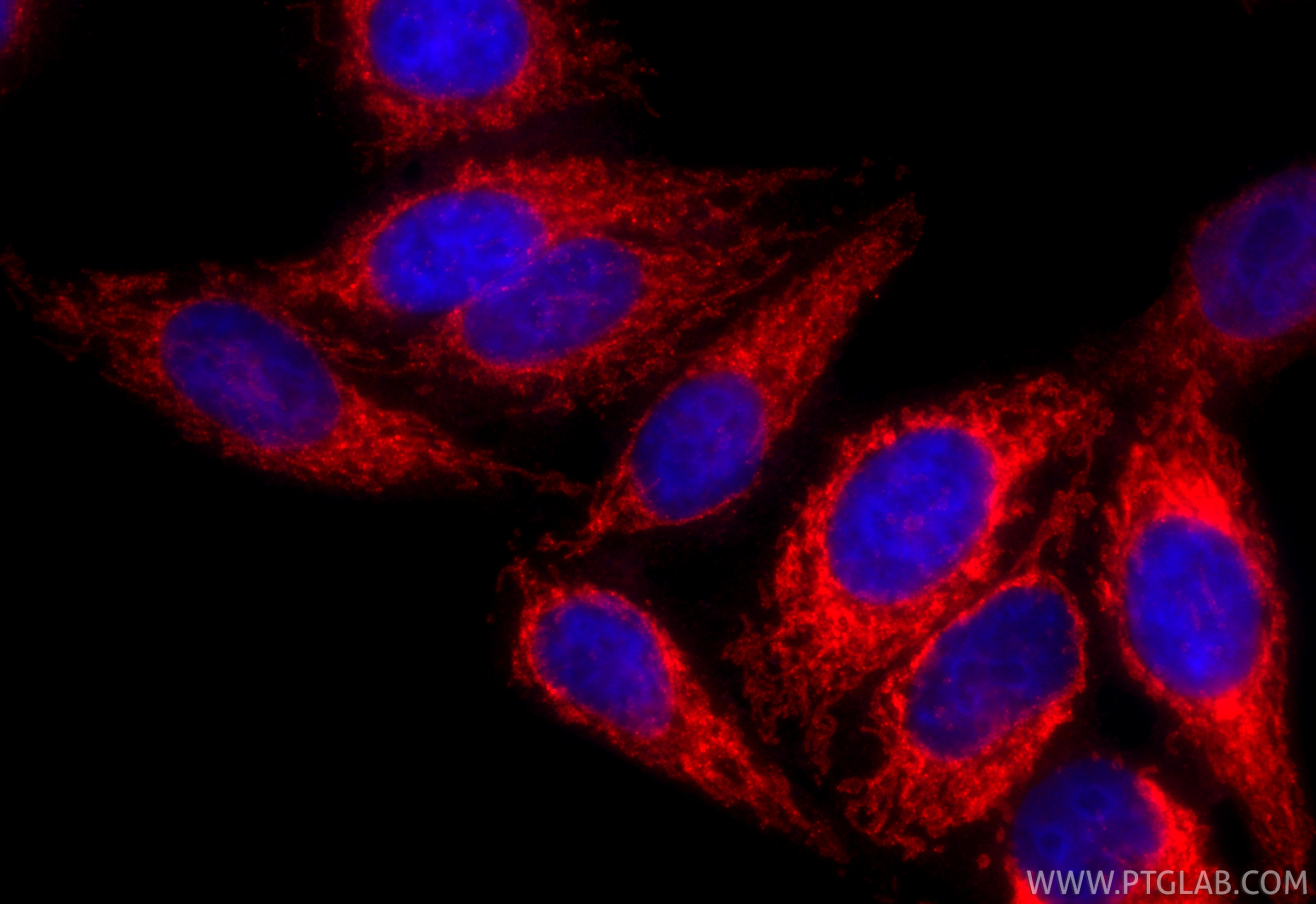 Immunofluorescent analysis of (4% PFA) fixed HepG2 cells using CoraLite®594 MFF antibody (CL594-17090) at dilution of 1:200. IF Staining of HepG2 using CL594-17090