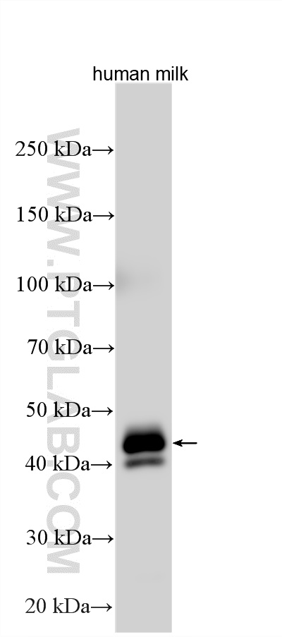WB analysis using 25951-1-AP WB analysis using 25951-1-AP