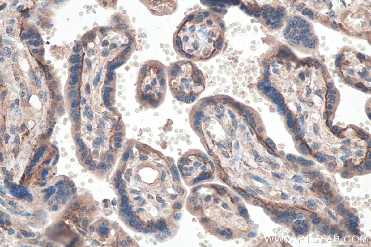 IHC staining of human placenta using 67797-1-Ig