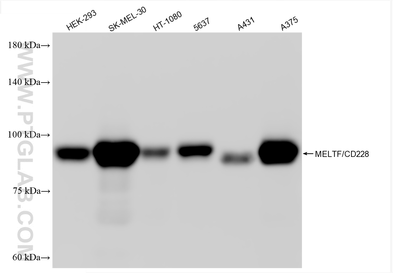 WB analysis using 88127-2-RR (same clone as 88127-2-PBS) WB analysis using 88127-2-RR (same clone as 88127-2-PBS)