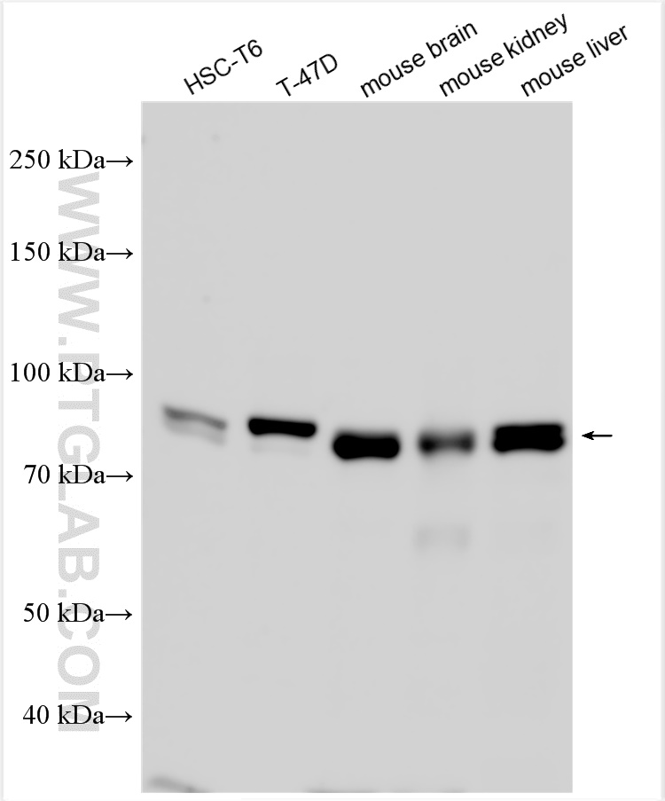 WB analysis using 13798-1-AP