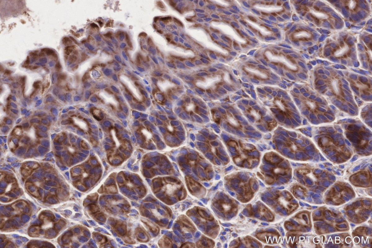 IHC staining of mouse stomach using 66776-1-Ig IHC staining of mouse stomach using 66776-1-Ig