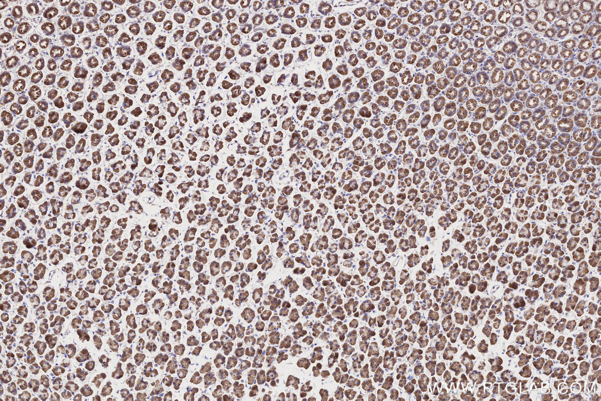 IHC staining of rat stomach using 66776-1-Ig IHC staining of rat stomach using 66776-1-Ig