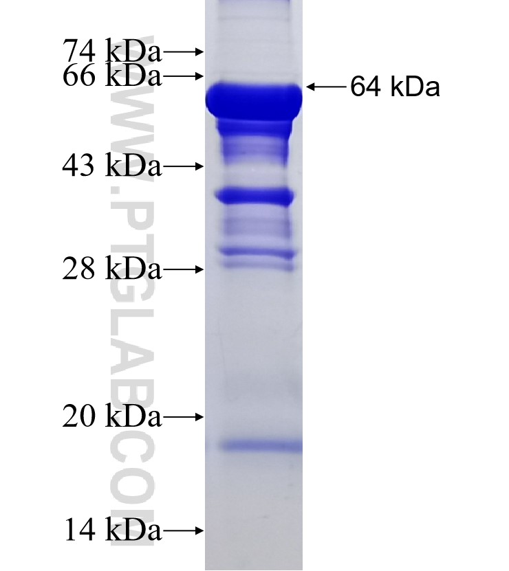 MFN1 fusion protein Ag4762 SDS-PAGE