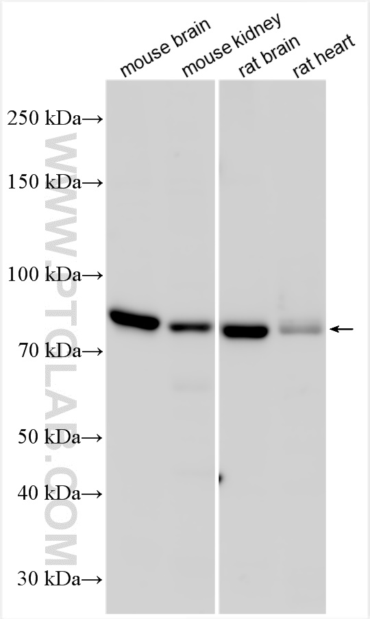 WB analysis using 12186-1-AP