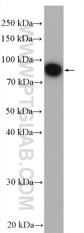 WB analysis of HepG2 using 28341-1-AP