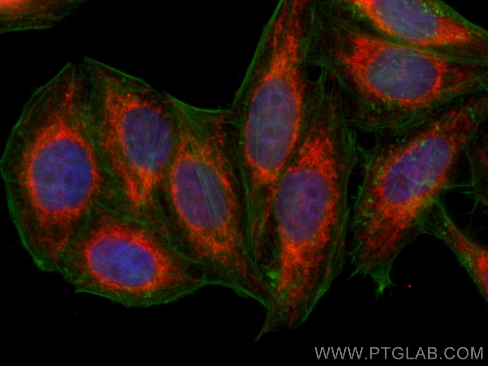 IF Staining of HepG2 using CL594-67487