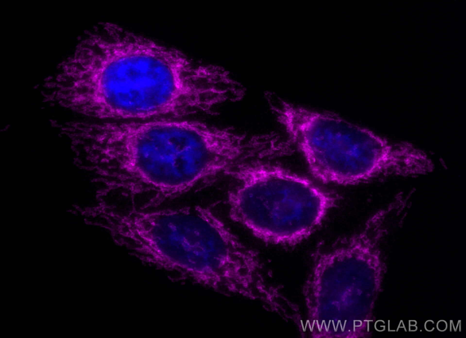 IF Staining of HepG2 using CL647-67487