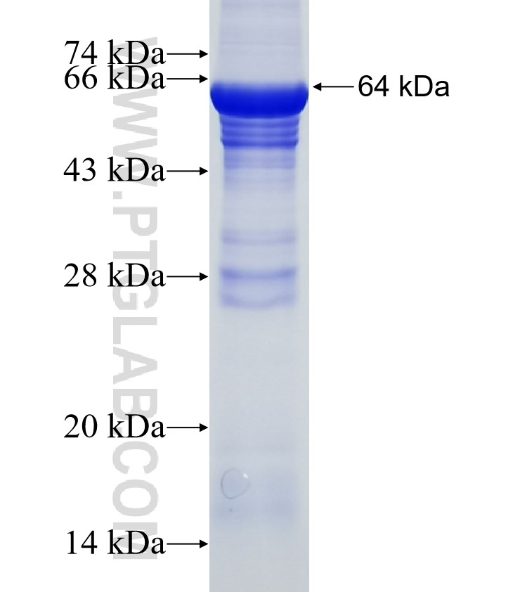 MFN2 fusion protein Ag2845 SDS-PAGE