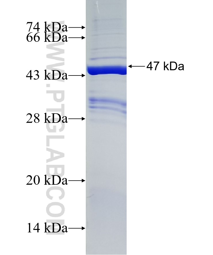MFRP fusion protein Ag34302 SDS-PAGE