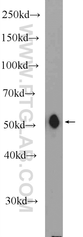 MFSD10