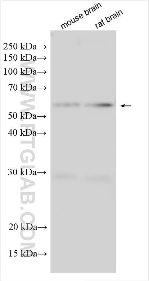 WB analysis using 30555-1-AP (same clone as 30555-1-PBS)