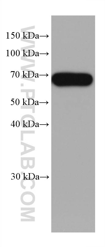 WB analysis of human testis using 67965-1-Ig (same clone as 67965-1-PBS)