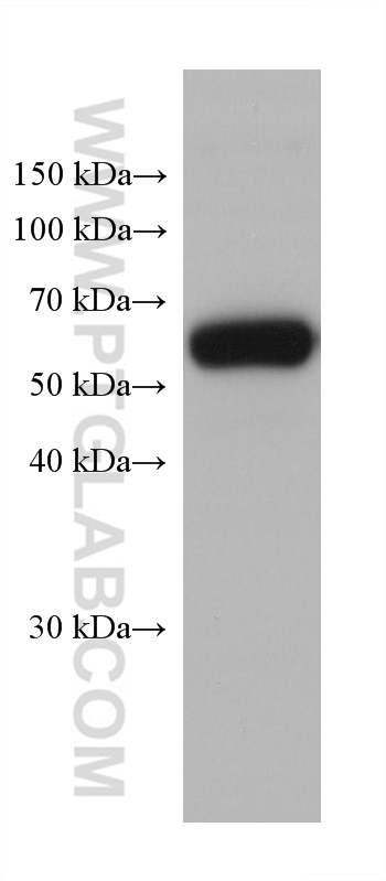 WB analysis of human testis using 67965-1-Ig (same clone as 67965-1-PBS)