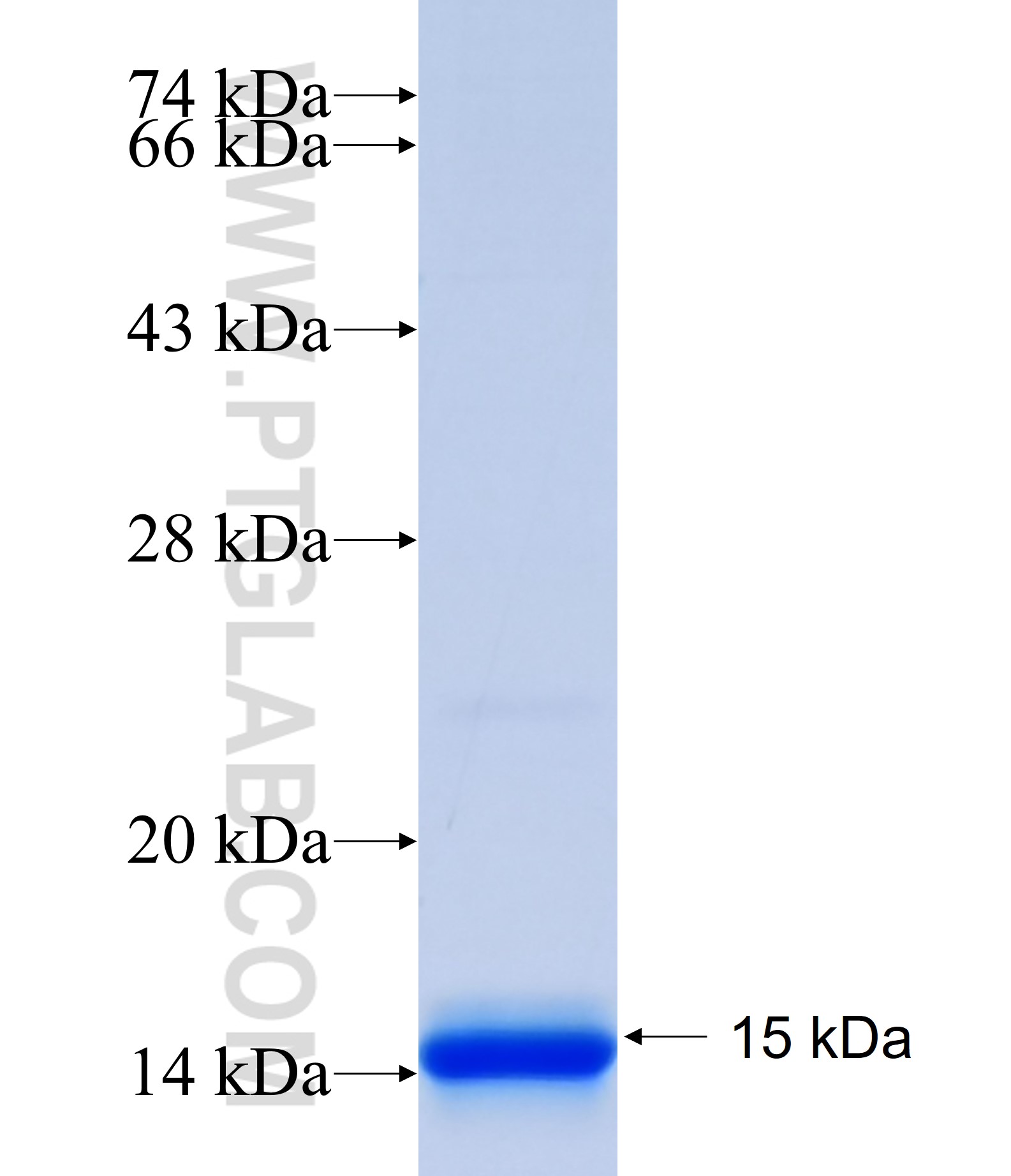 MFSD2 fusion protein Ag33117 SDS-PAGE MFSD2 fusion protein Ag33117 SDS-PAGE