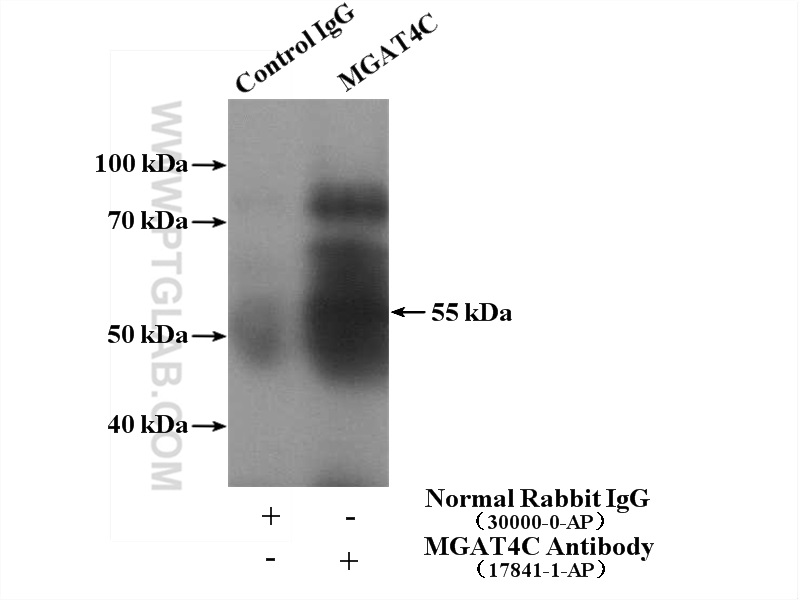 IP experiment of mouse testis using 17841-1-AP