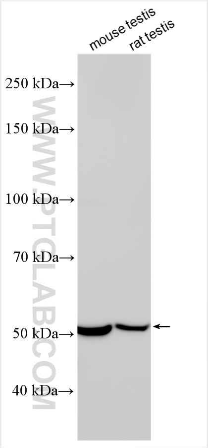 WB analysis using 17841-1-AP