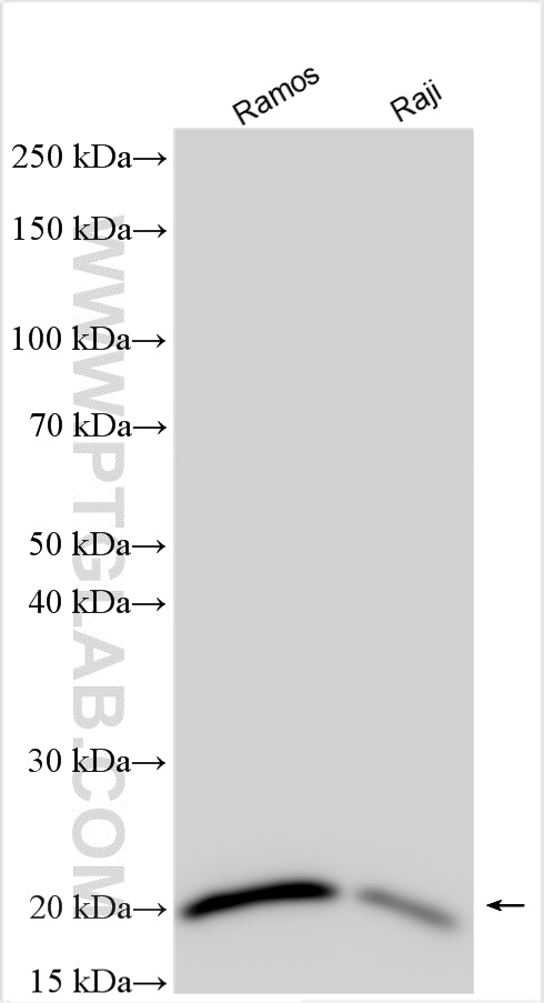 WB analysis using 11454-1-AP (same clone as 11454-1-PBS)