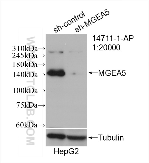 WB analysis of HepG2 using 14711-1-AP