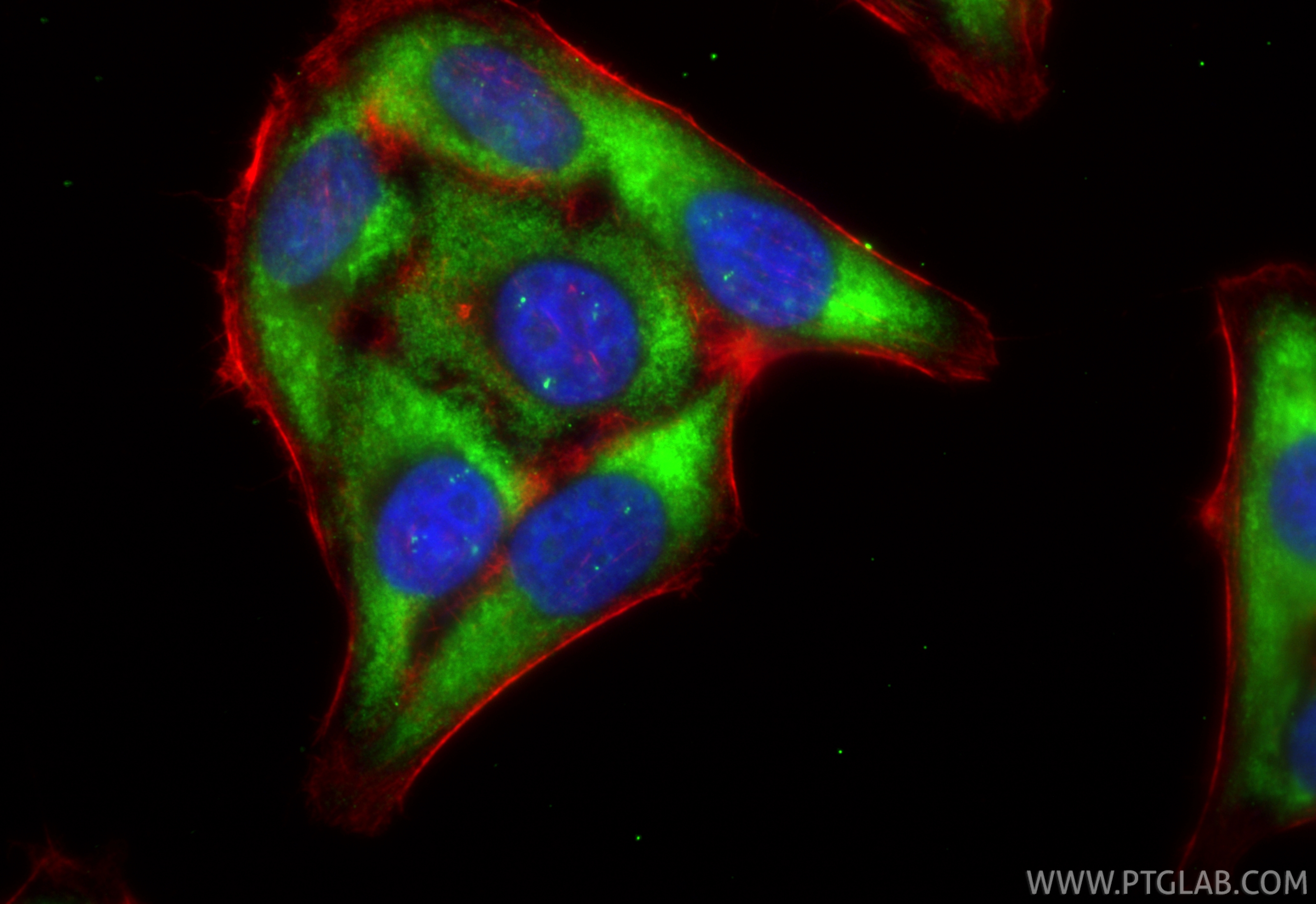 Immunofluorescent analysis of (4% PFA) fixed HepG2 cells using MGEA5 antibody (84722-4-RR, Clone: 242263A6 ) at dilution of 1:1000 and CoraLite®488-Conjugated Goat Anti-Rabbit IgG(H+L) (<a class='green' href='/productredirect?CatalogNo=SA00013-2' target='_blank'>SA00013-2</a>), CL594-Phalloidin (red). IF Staining of HepG2 using 84722-4-RR