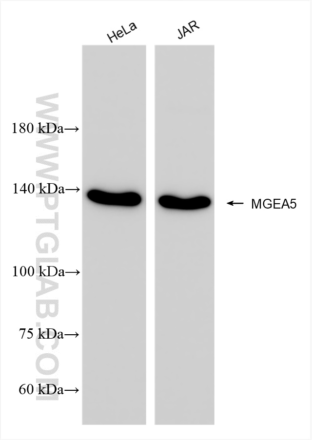 WB analysis using 84722-4-RR (same clone as 84722-4-PBS)
