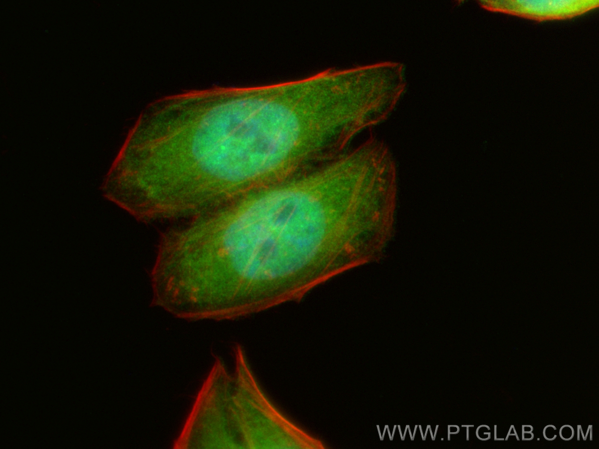 IF Staining of HepG2 using CL488-14711