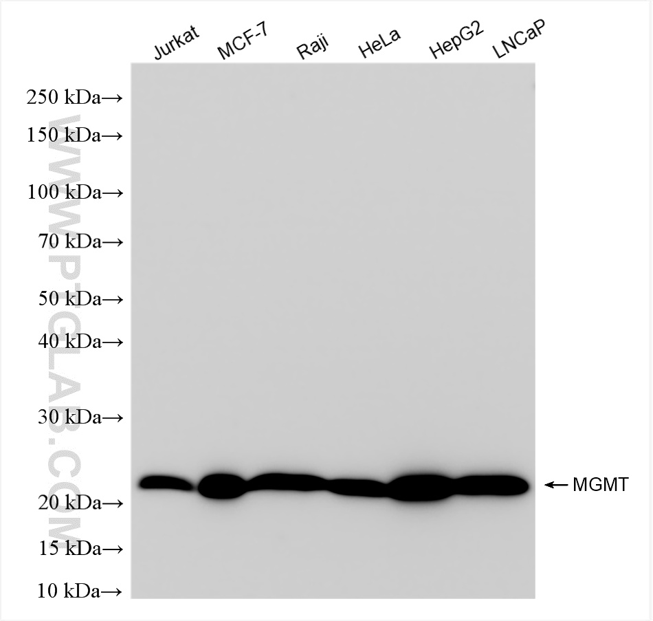 WB analysis using 86115-5-RR (same clone as 86115-5-PBS)