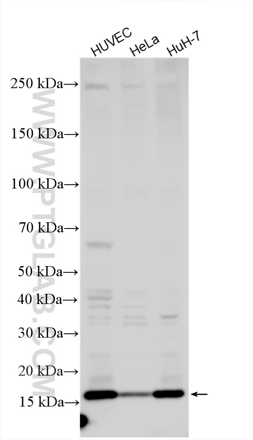 WB analysis using 25451-1-AP (same clone as 25451-1-PBS) WB analysis using 25451-1-AP (same clone as 25451-1-PBS)
