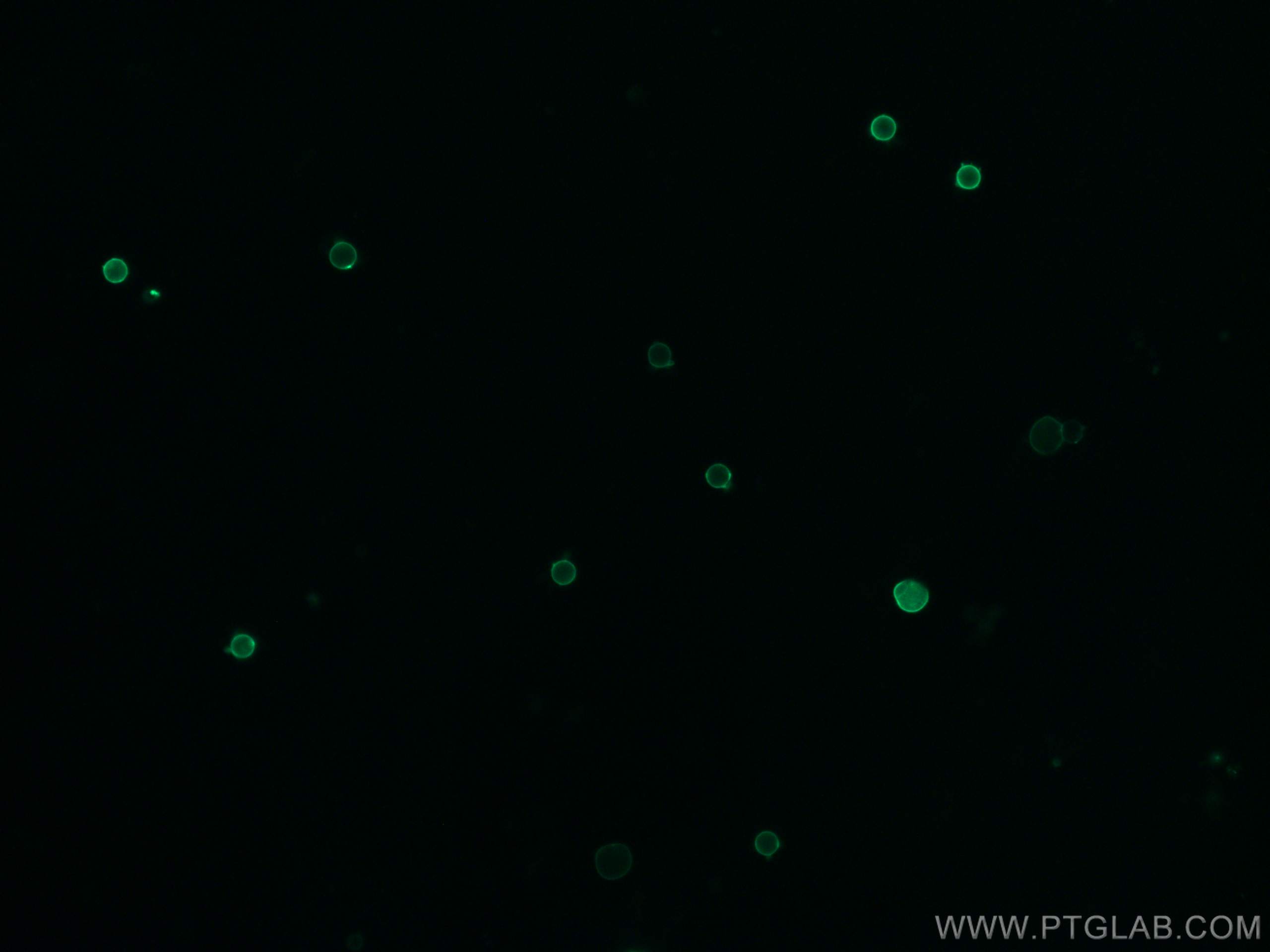 IF Staining of mouse splenocytes using CL488-65122