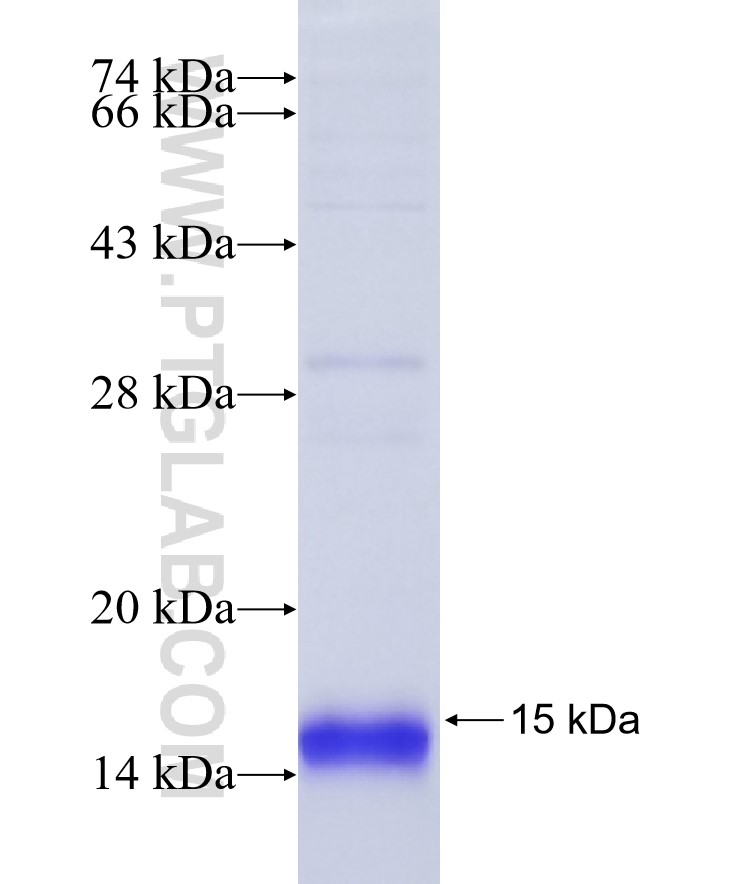 MIA fusion protein Ag8515 SDS-PAGE