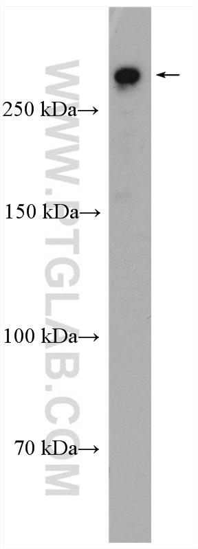 WB analysis of HEK-293T using 17481-1-AP