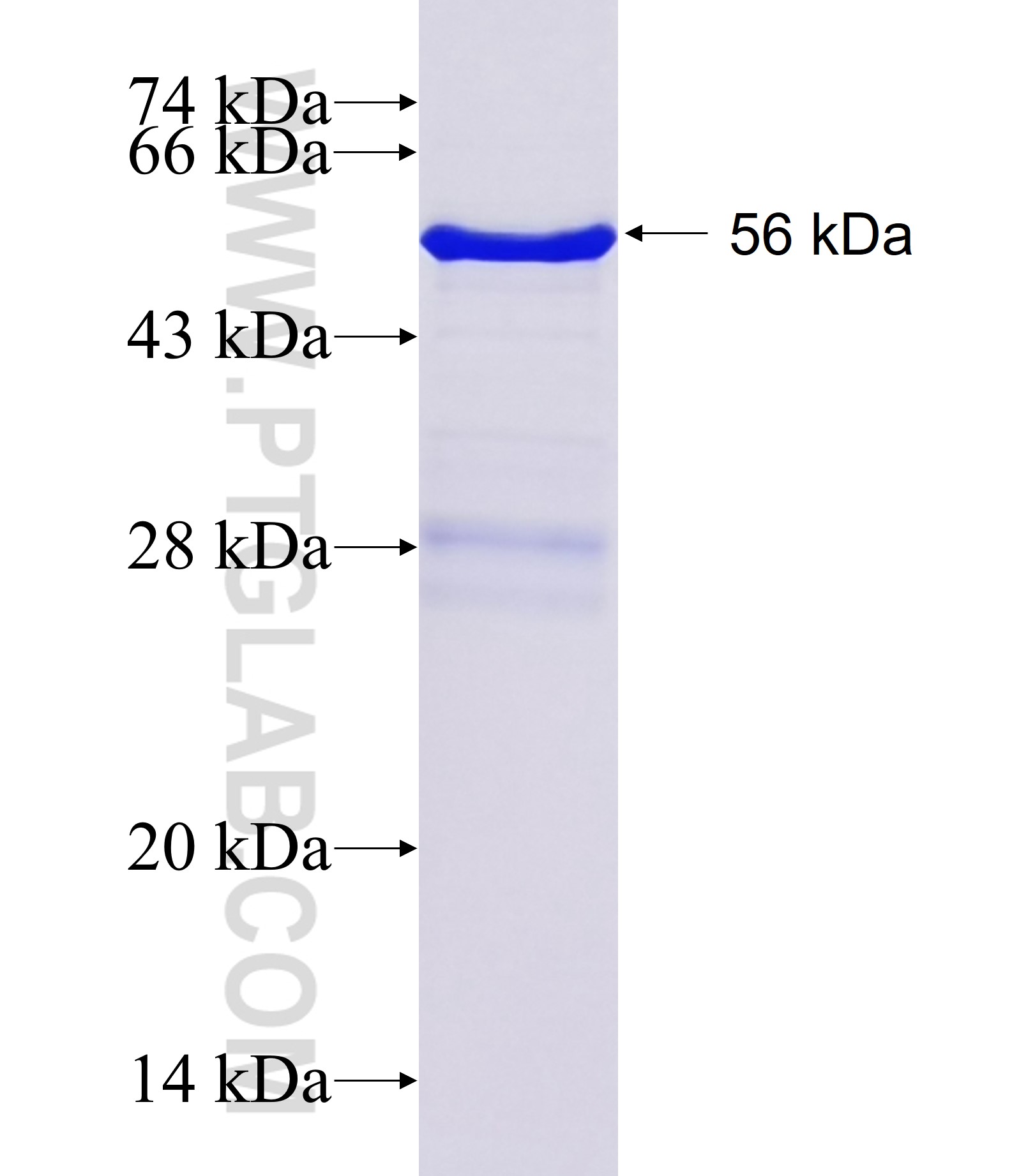 MIB1 fusion protein Ag2507 SDS-PAGE