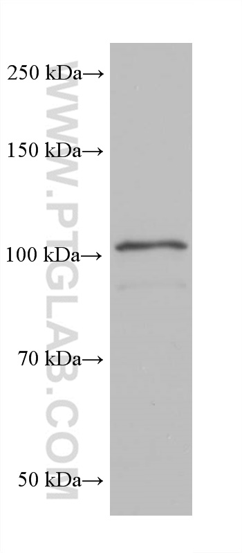 WB analysis of HSC-T6 using 68297-1-Ig