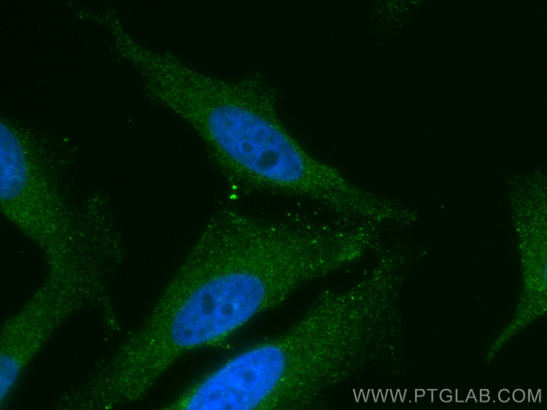 IF Staining of HeLa using CL488-68297