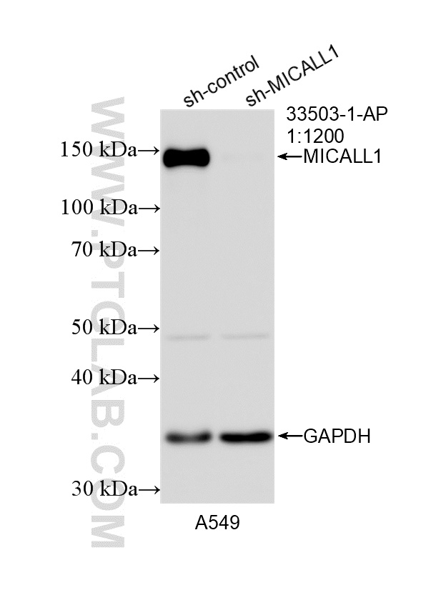WB analysis of A549 using 33503-1-AP (same clone as 33503-1-PBS) WB analysis of A549 using 33503-1-AP (same clone as 33503-1-PBS)