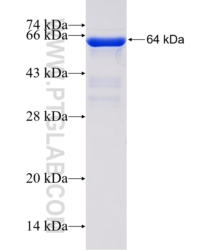 MICALL2 fusion protein Ag19931 SDS-PAGE