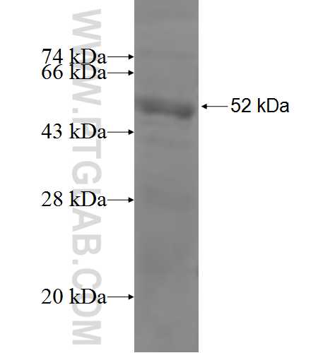 MICB fusion protein Ag5591 SDS-PAGE