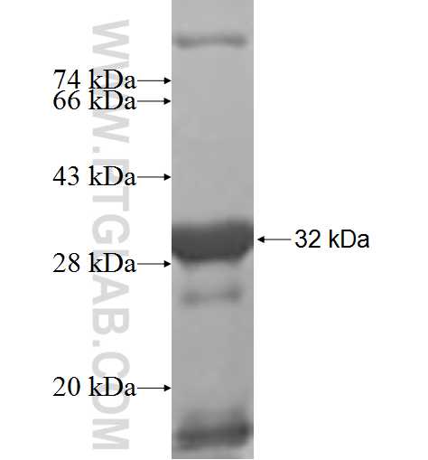 MICB fusion protein Ag5948 SDS-PAGE MICB fusion protein Ag5948 SDS-PAGE