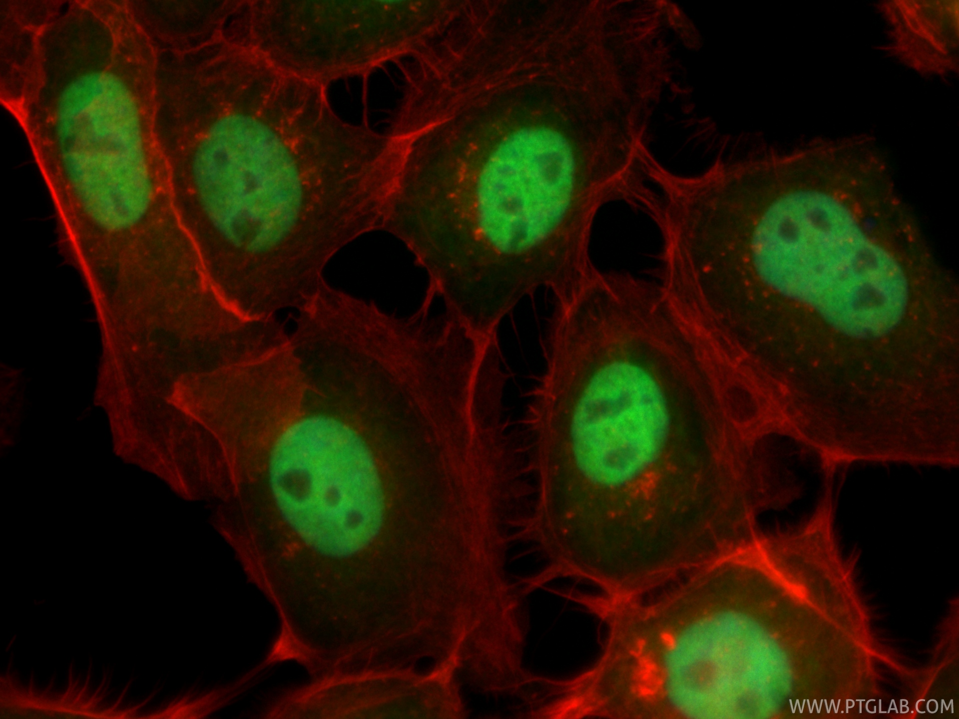 Immunofluorescent analysis of (4% PFA) fixed A431 cells using CoraLite® Plus 488 MIER2 antibody (CL488-84216, Clone: 241458D2 ) at dilution of 1:200, CL594-phalloidin (red). IF Staining of A431 using CL488-84216