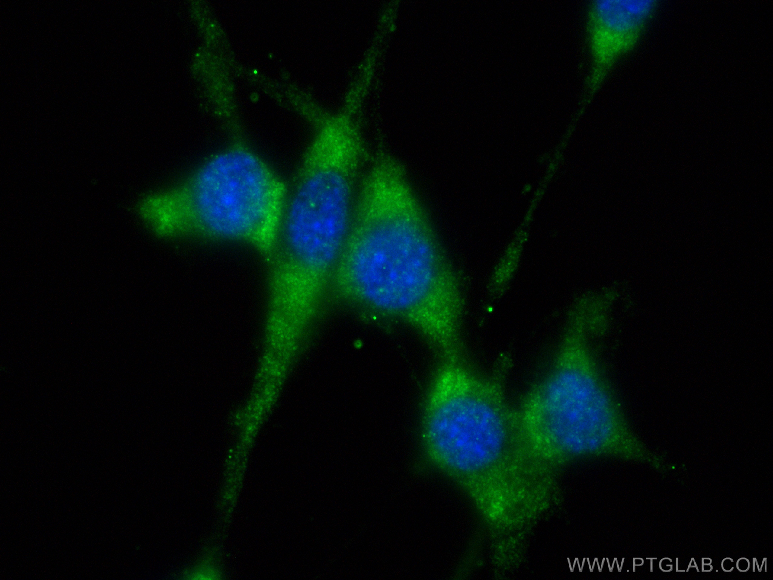IF Staining of NIH/3T3 using 83199-2-RR (same clone as 83199-2-PBS)